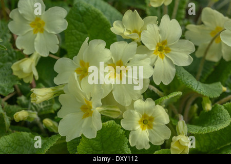 Image rapprochée des fleurs jaunes de soufre de la fleur printanière 'prirose' / Primula vulgaris. Des roses sauvages, des roses dans la nature. Banque D'Images