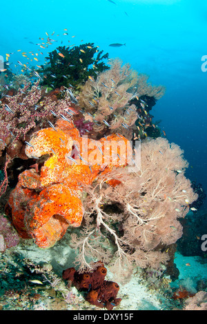 Les récifs coralliens colorés, Raja Ampat, Papouasie occidentale, en Indonésie Banque D'Images