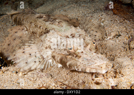 Poisson-crocodile, Cymbacephalus beauforti, Raja Ampat, Papouasie occidentale, en Indonésie Banque D'Images