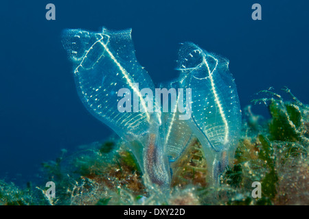 Lampe Sea Squirt, Clavelina lepadiformis, Sardaigne, Italie Banque D'Images