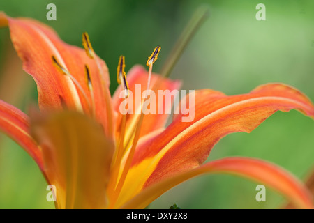 Die Gelbrote Taglilie (Hemerocallis fulva), Orange, l'hémérocalle,Blume,Flower, Banque D'Images