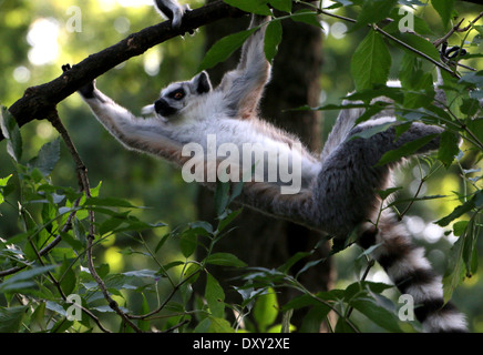 Untitled document (Lemur catta) dans un arbre Banque D'Images