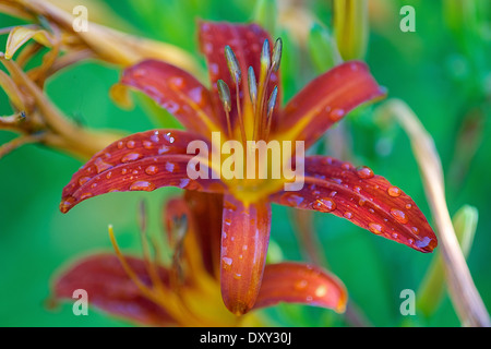 Die Gelbrote Taglilie (Hemerocallis hybriden), Orange, l'hémérocalle,Blume,Flower, Banque D'Images