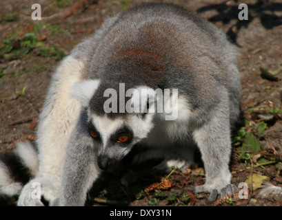 Untitled Document l'anneau (Lemur catta), close-up Banque D'Images