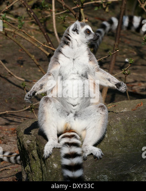 Untitled Document l'anneau (Lemur catta) close-up tout en bronzant Banque D'Images