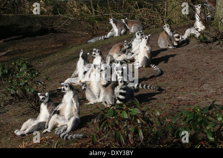 Très grand groupe de lémuriens à queue Anneau (Lemur catta) profiter du soleil Banque D'Images