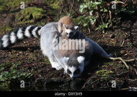 Ring tailed lemur catta ou Maki (Lemur catta), jeune mère avec piggy-back riding Banque D'Images