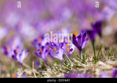 Close-up de printemps crocus sauvages poussant dans la vallée Chocholowska (Dolina Chocholowska), Tatras, Pologne Banque D'Images