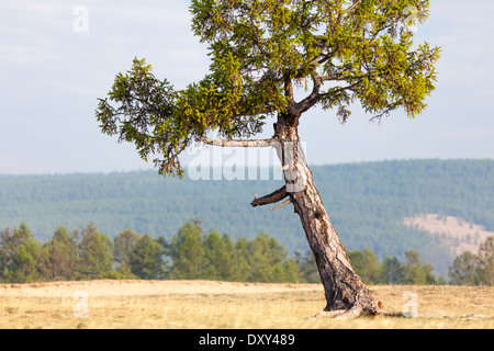 Lone Tree de l'incliné dans le paysage de l'île Olkhon, Lac Baikal, Russie Banque D'Images