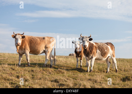 Quelques bovins sur les prairies sur l'île d'Olkhon (lac Baïkal, Sibérie, Russie) à regarder quelque chose ou quelqu'un Banque D'Images