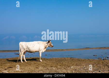 Vache solitaire sur la rive (l'île d'Olkhon, le Lac Baïkal) avec une partie du Baïkal appelé petit détroit Mer et côte ouest de Baikal en arrière-plan Banque D'Images