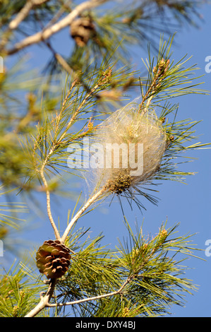 Chenille La chenille processionnaire du pin (Thaumetopoea pityocampa) larves nest Banque D'Images