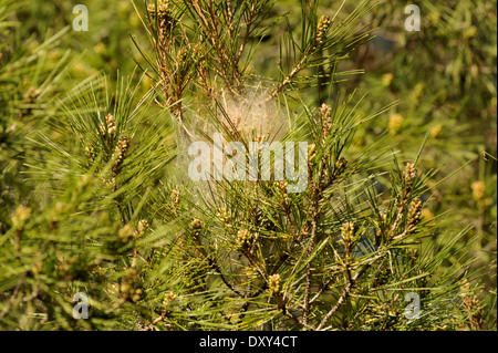 Chenille La chenille processionnaire du pin (Thaumetopoea pityocampa) larves nest Banque D'Images