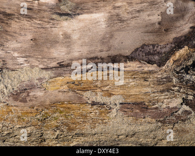 Close up of driftwood altérée sur une plage de la mer du Nord en Norvège Banque D'Images