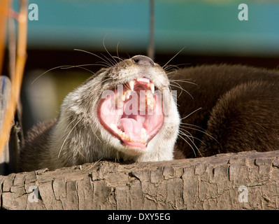 Courte asiatique griffé Otter Banque D'Images