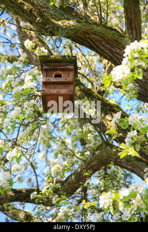 Boîte à nid accroché dans un arbre de la poire en fleurs Banque D'Images