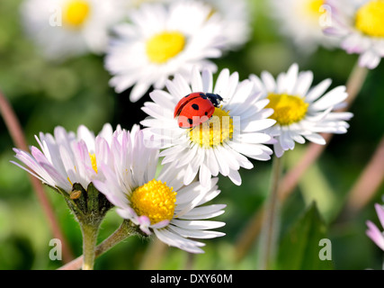 La coccinelle se meut sur une fleur de camomille Banque D'Images