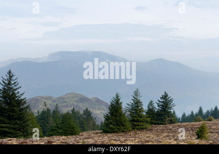 Barf et d Las Vegas à partir de la forêt près de Whinlatter haut Seigneur du conducteur dans le Lake District, Cumbria, Angleterre Banque D'Images