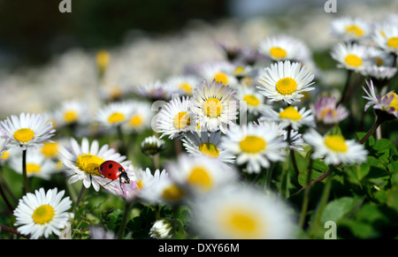 La coccinelle se meut sur une fleur de camomille Banque D'Images