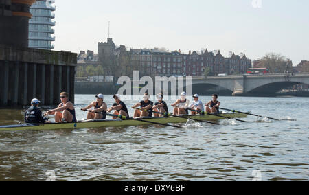 Londres, Royaume-Uni. 1er avril 2014. La pratique en plein air par l'Oxford & Cambridge University Boat Clubs en prévision de la course de bateaux des universités. Emplacement :- Tamise entre Putney et Mortlake (démarrage). L'équipage du bateau bleu CUBC (bleu clair) : tops- Cambridge Bleu Bateau équipage :- Bow : Mike Thorp, 2 : Luk Juckett, 3 : Ivo Dawkins, 4 : Steve Dudek, 5 : Helge Gruetjen, 6 : Matthew Jackson, 7 : Josué Hooper, Course : Henry, Hoffstot Cox : Ian Middleton, entraîneur en chef : Steve Trapmore. Équipage de bateau, OUBC bleu (bleu foncé) : tops- Bow : Storm UrU, 2 : Tom Watson, 3, 4 Thomas Karl Hudspith Swartz Crédit : Duncan Grove/Alamy Li Banque D'Images