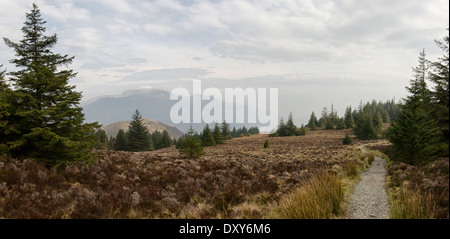 Un panorama d'un chemin en haut de Whinlatter forêt. Barf et Skiddaw fells peut être vu dans la distance sur la gauche. Banque D'Images