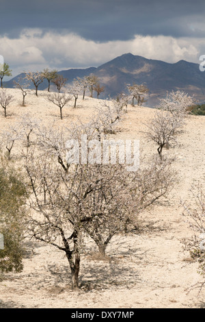 Les amandiers en fleurs qui poussent sur un bosquet à Almeria, Andalousie Espagne Europe Banque D'Images