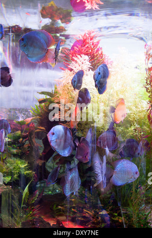 Cichlidés cichlidés colorés dans un aquarium, Aquarium de Dubaï, le centre commercial de Dubaï, DUBAÏ, ÉMIRATS ARABES UNIS, Émirats arabes unis Banque D'Images