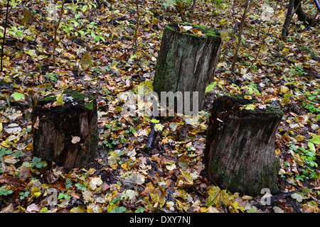 * Dans la forêt. Sigulda, nature Banque D'Images