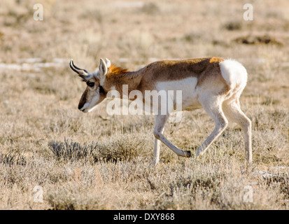 L'Antilope près de Jackson Hole, Wyoming, USA Banque D'Images