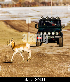 L'Antilope d'exécution devant une voiture près de Jackson Hole, Wyoming, USA Banque D'Images