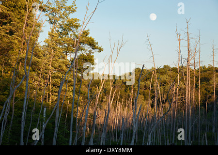 La pleine lune se lever à coucher de soleil sur un marais près de Bala à Muskoka, en Ontario, Canada. Banque D'Images