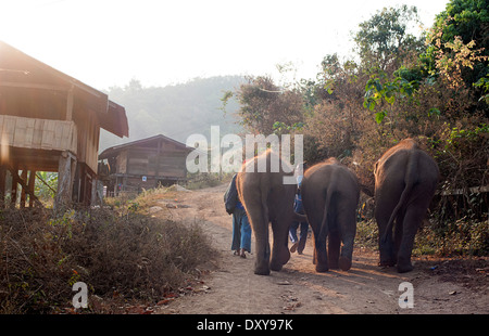 Trois jeunes éléphants à pied de la colline de Huay Pakoot village dans le nord de la Thaïlande. Banque D'Images