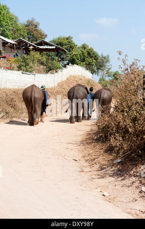 Trois jeunes éléphants et deux cornacs à pied sur la route de Huay Pakoot village dans le nord de la Thaïlande. Banque D'Images