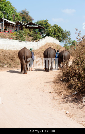 Trois jeunes éléphants et leurs cornacs à pied sur la route de Huay Pakoot village dans le nord de la Thaïlande. Banque D'Images