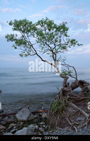 Un arbre avec des racines exposées plane sur le lac Ontario à Oakville, Ontario, Canada. Banque D'Images