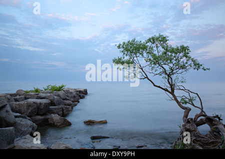 Un brise-lames et un arbre avec les racines exposées plane sur le lac Ontario à Oakville, Ontario, Canada. Banque D'Images