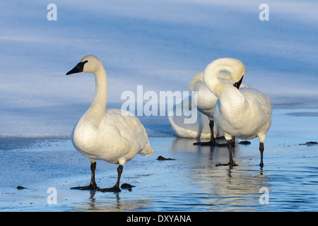 Le cygne sur le lac bleu recouvert de glace à Shakopee, Minnesota. Banque D'Images