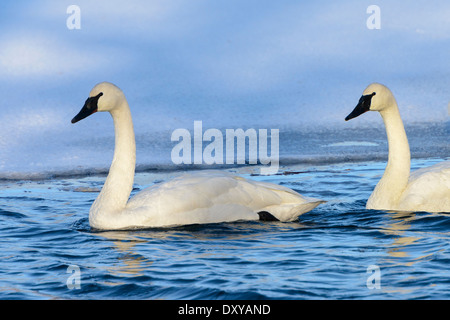 Le cygne sur le lac bleu recouvert de glace à Shakopee, Minnesota. Banque D'Images