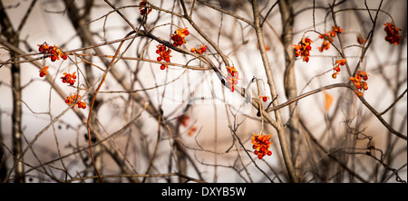 Orange douce-amère de l'Amérique (Celastrus scandens) petits fruits sur le feuillage d'hiver avec de la gelée blanche. Banque D'Images