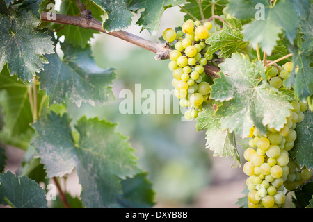 De beaux raisins blancs vignoble luxuriant de boisseaux dans le soleil du matin Banque D'Images