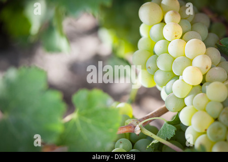 De beaux raisins blancs vignoble luxuriant de boisseaux dans le soleil du matin Banque D'Images