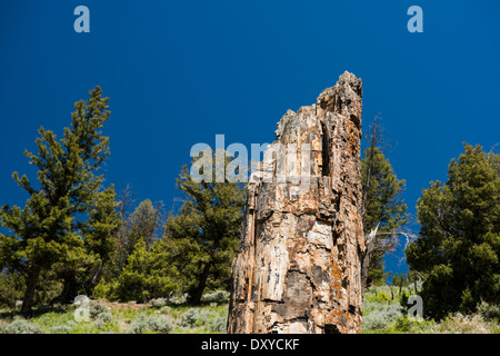 L'arbre pétrifié, situé près de The Lost Lake trailhead dans le Parc National de Yellowstone. Banque D'Images