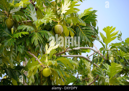 Arbre à pain à Anse Reunion à La Digue, Seychelles Banque D'Images