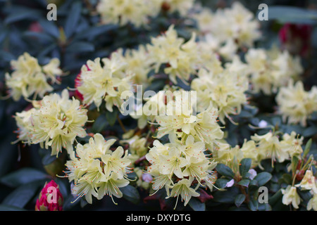 Fleurs de rhododendron jaune close up Princess Anne Banque D'Images