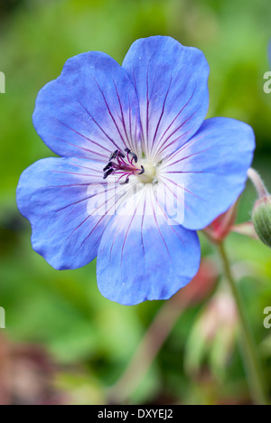 Close up of Geranium Rozanne, 'Gerwat'. Plante vivace, août. Seule fleur bleue. Banque D'Images
