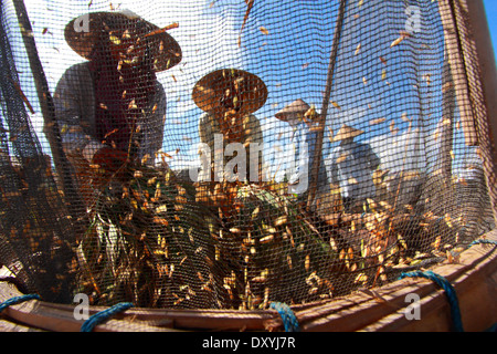 Battre les agriculteurs et bois de riz sur le net, le riz sur le terrain au cours de la projection de l'air, Bali, Indonésie Banque D'Images