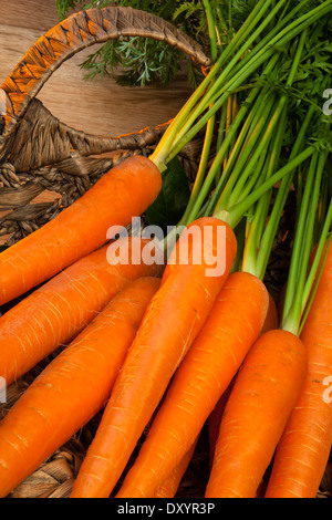 Un panier de carottes biologiques fraîchement cueillies Banque D'Images