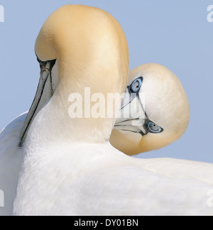 Le Fou de Bassan avec son bec pointant vers le ciel jusqu'à la basse rock dans le Firth of Forth à la côte orientale de l'Écosse. Banque D'Images