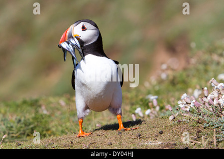 Macareux moine, Skomer Island, Royaume-Uni. De juin. L'été Banque D'Images