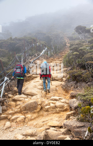 Personne l'ascension du mont de la forêt de nuages avec des plantes tropicales et des arbres sur les pentes du mont Kinabalu à Sabah Bornéo malaisien Banque D'Images